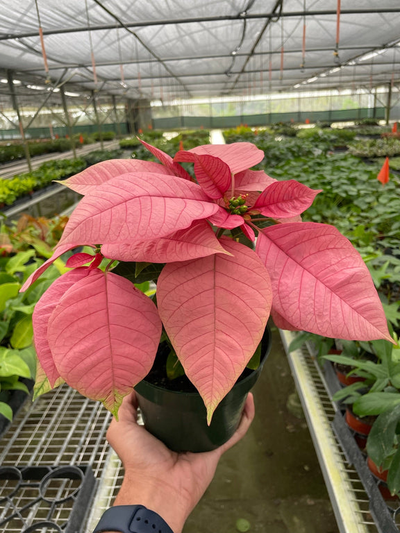 Poinsettia Pink | Elegant Holiday Plant | All About Planties