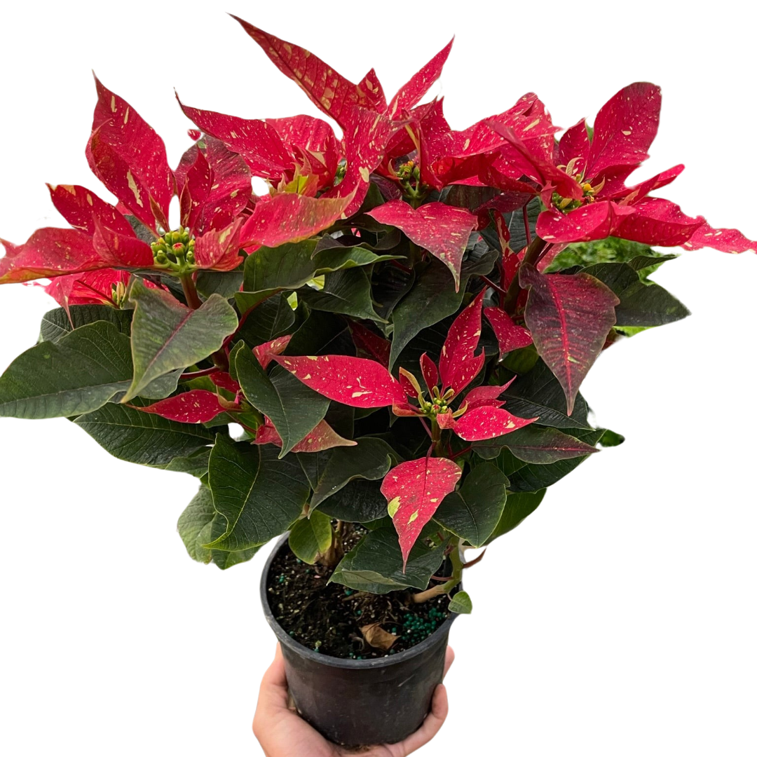 Poinsettia Red Glitter | Festive Holiday Plant | All About Planties