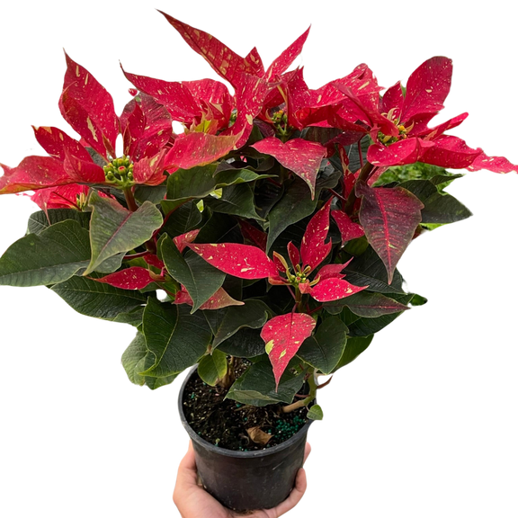 Poinsettia Red Glitter | Festive Holiday Plant | All About Planties