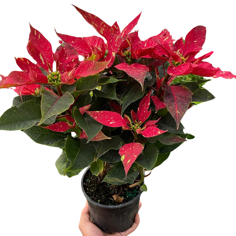Poinsettia Red Glitter