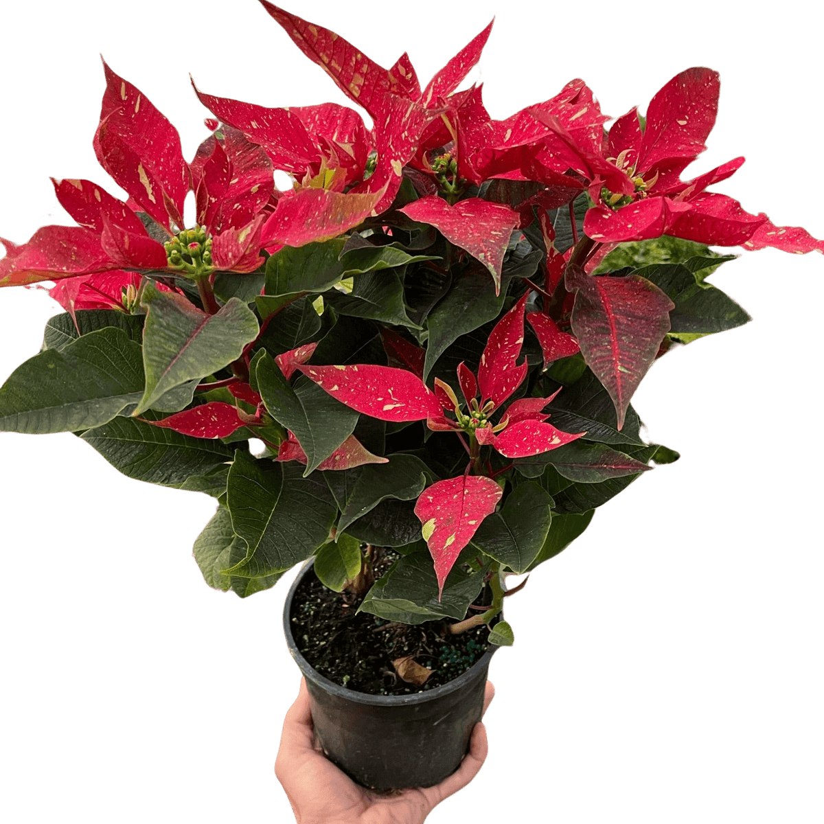 Poinsettia Red Glitter | Festive Holiday Plant | All About Planties