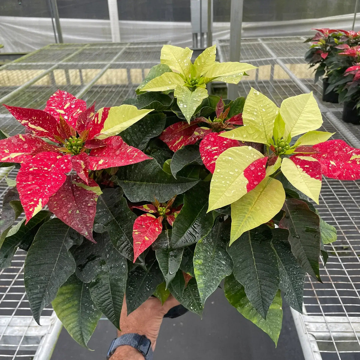 Poinsettia Red Glitter | Festive Holiday Plant | All About Planties