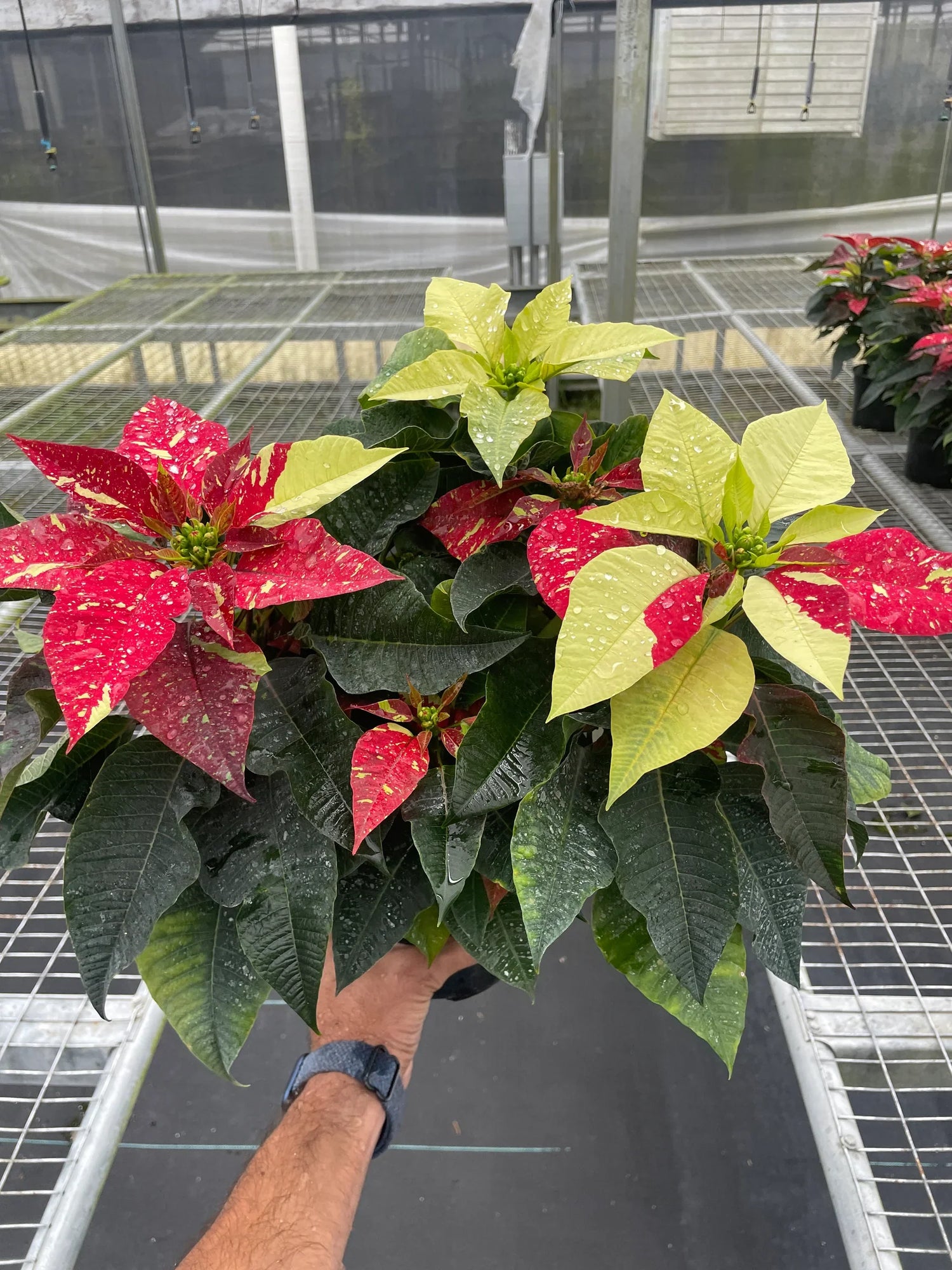 Poinsettia Red Glitter | Festive Holiday Plant | All About Planties