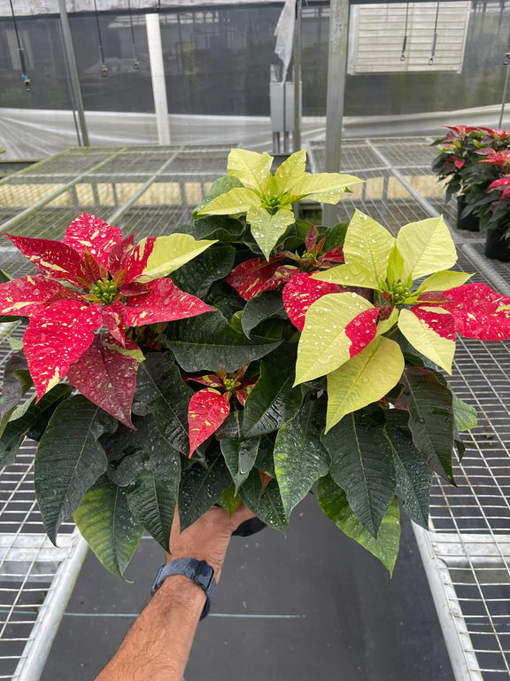 Poinsettia Red Glitter | Festive Holiday Plant | All About Planties