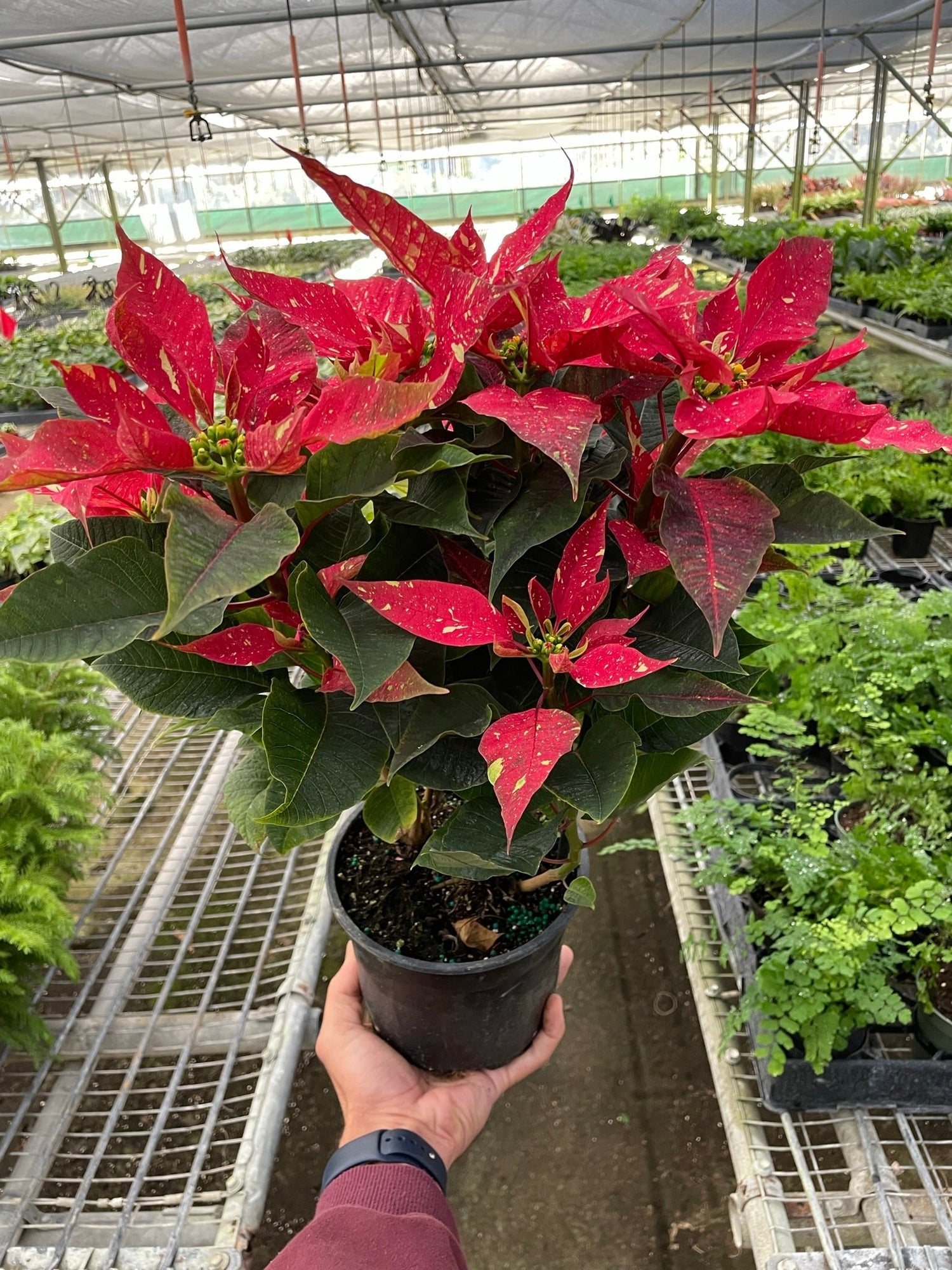 Poinsettia Red Glitter | Festive Holiday Plant | All About Planties