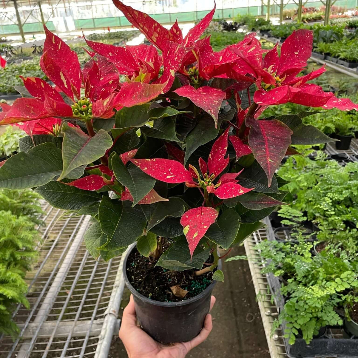 Poinsettia Red Glitter