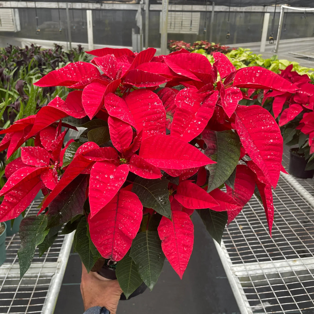 Poinsettia Red | Classic Holiday Plant | All About Planties