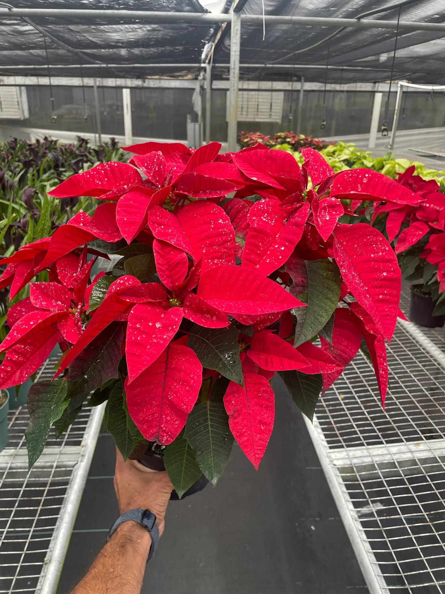 red christmas pot plant Poinsettia Red - Classic Christmas Plant