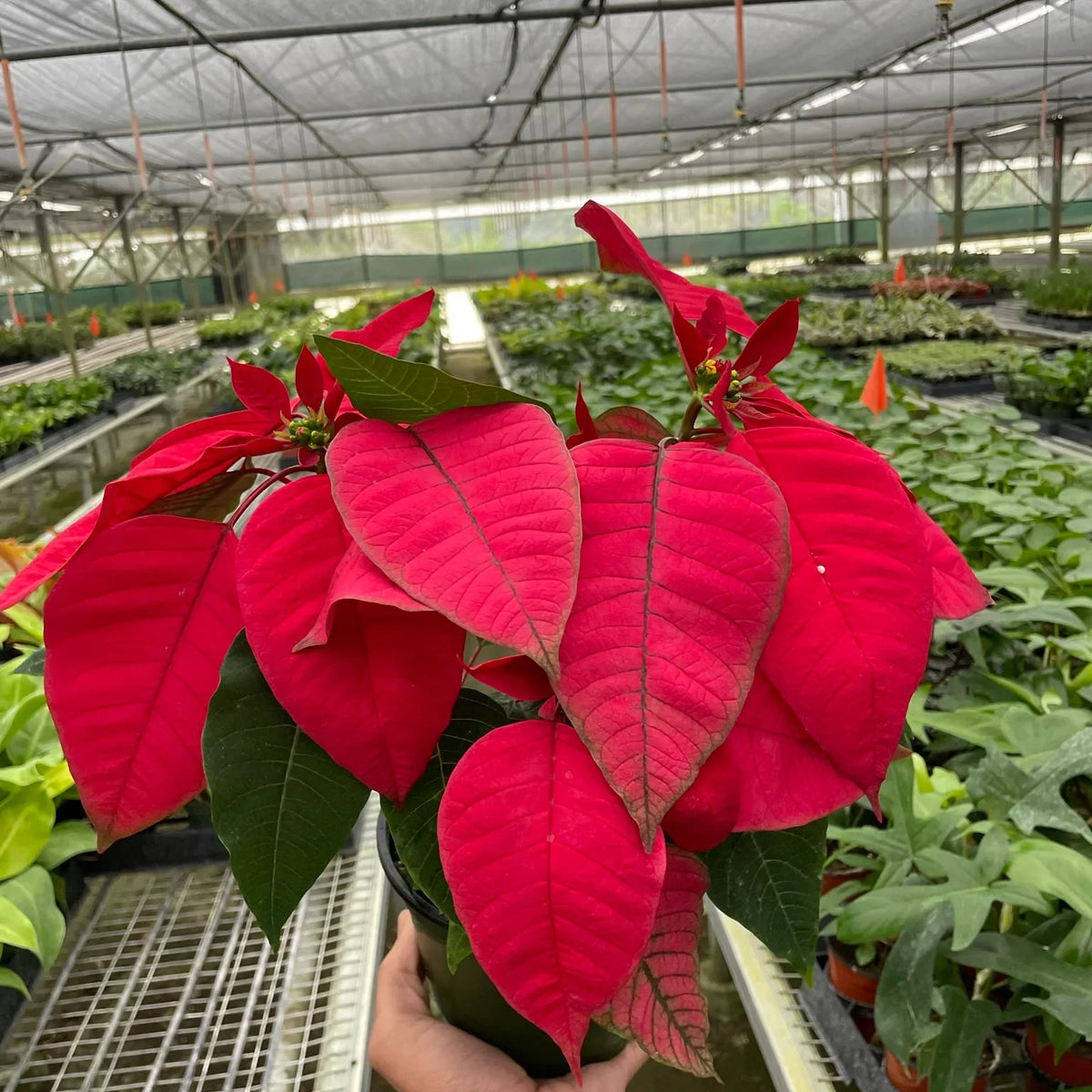 Poinsettia Red | Classic Holiday Plant | All About Planties