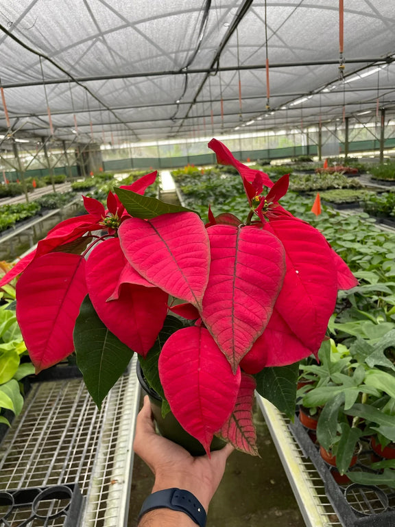 red christmas pot plant Poinsettia Red - Classic Christmas Plant