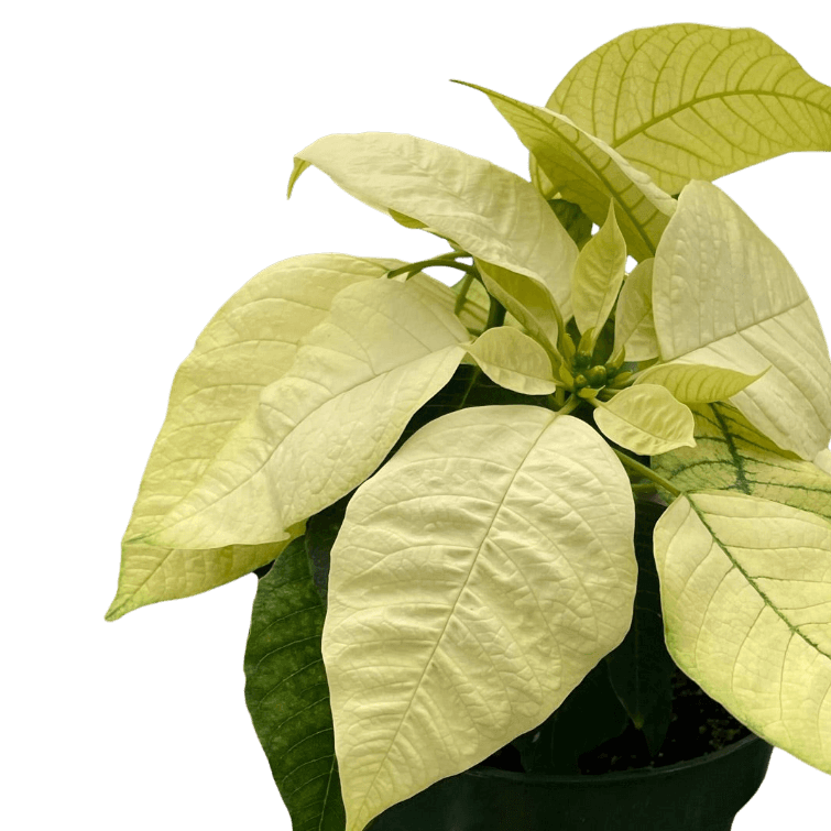 Poinsettia White Closeup | Elegant Holiday Plant | All About Planties
