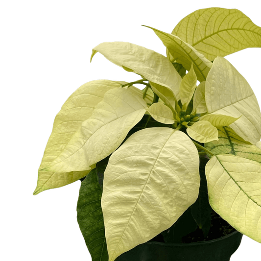 Poinsettia White Closeup | Elegant Holiday Plant | All About Planties