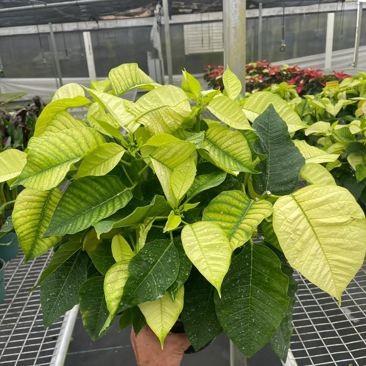 Poinsettia White | Elegant Holiday Plant | All About Planties