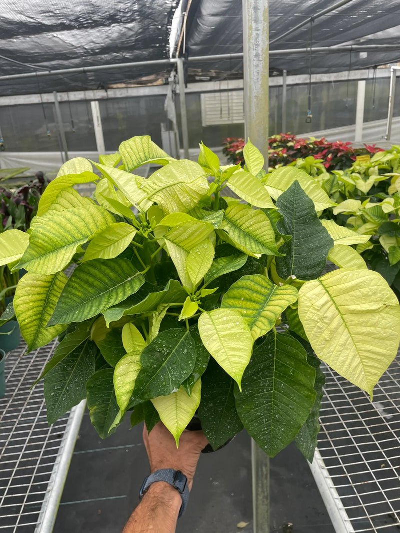 Poinsettia White | Elegant Holiday Plant | All About Planties