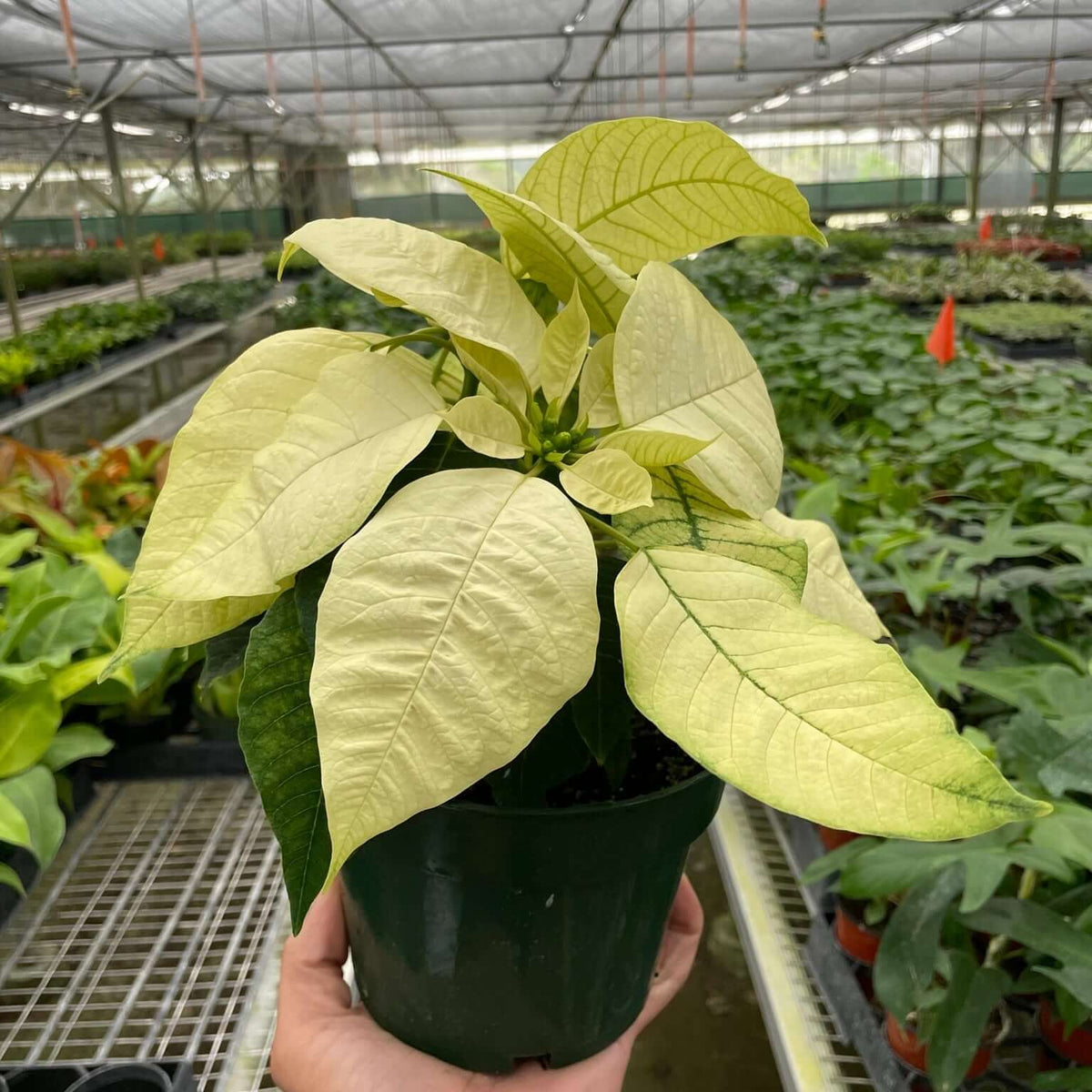 Poinsettia White | Elegant Holiday Plant | All About Planties