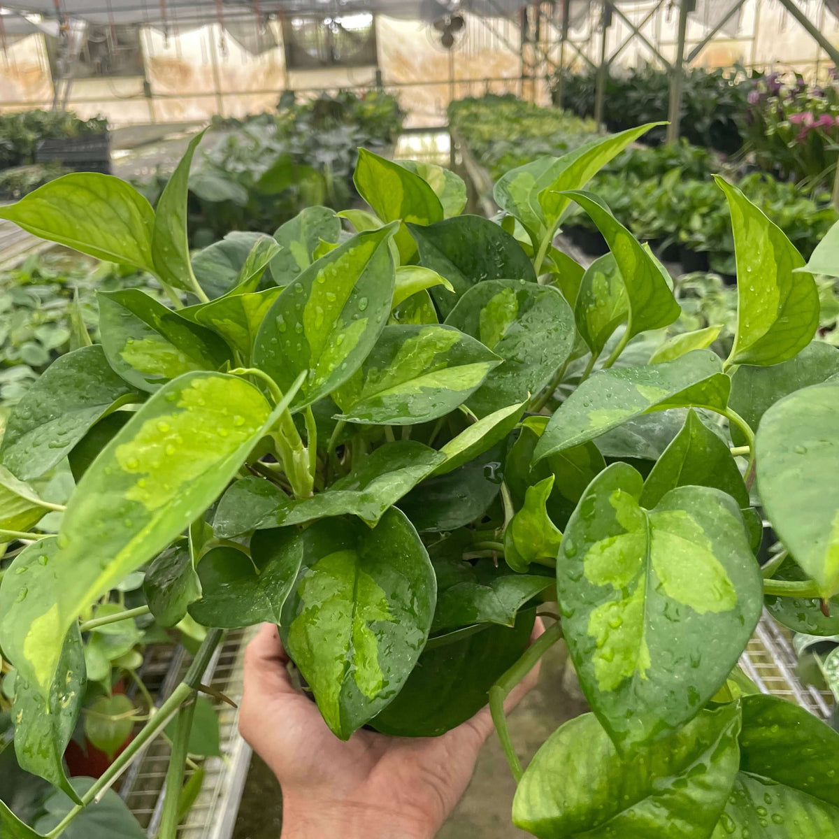 Pothos 'Global Green' Plants at All About Planties