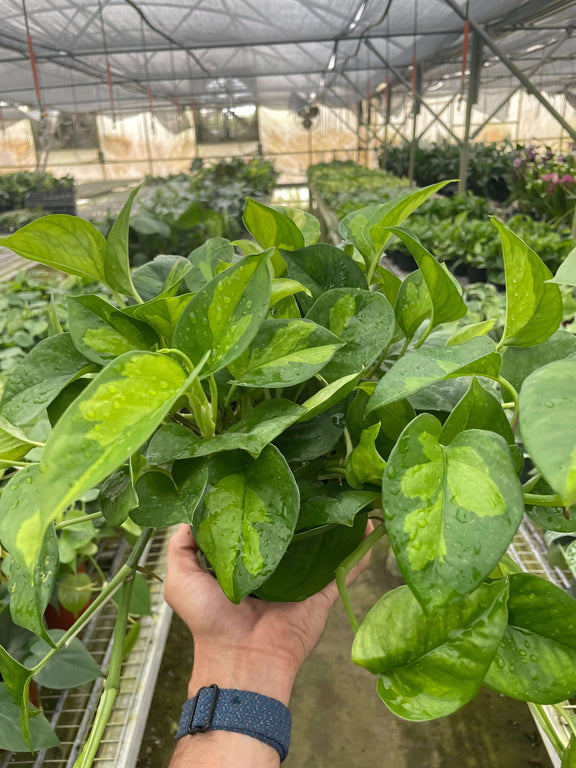 global green pothos variegated Pothos Global Green - Variegated Trailing Plant