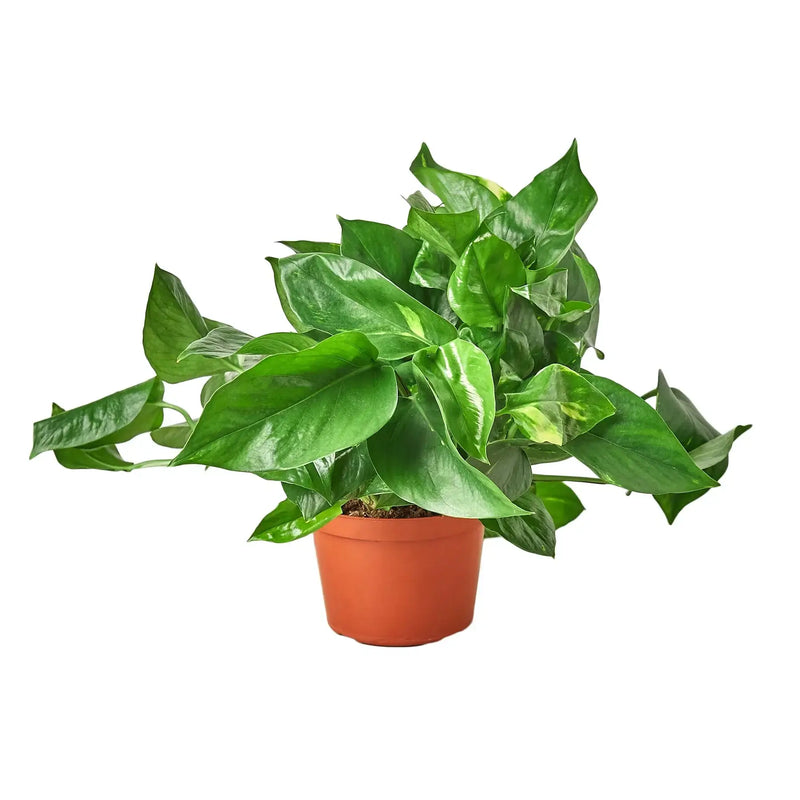 large pothos golden pot