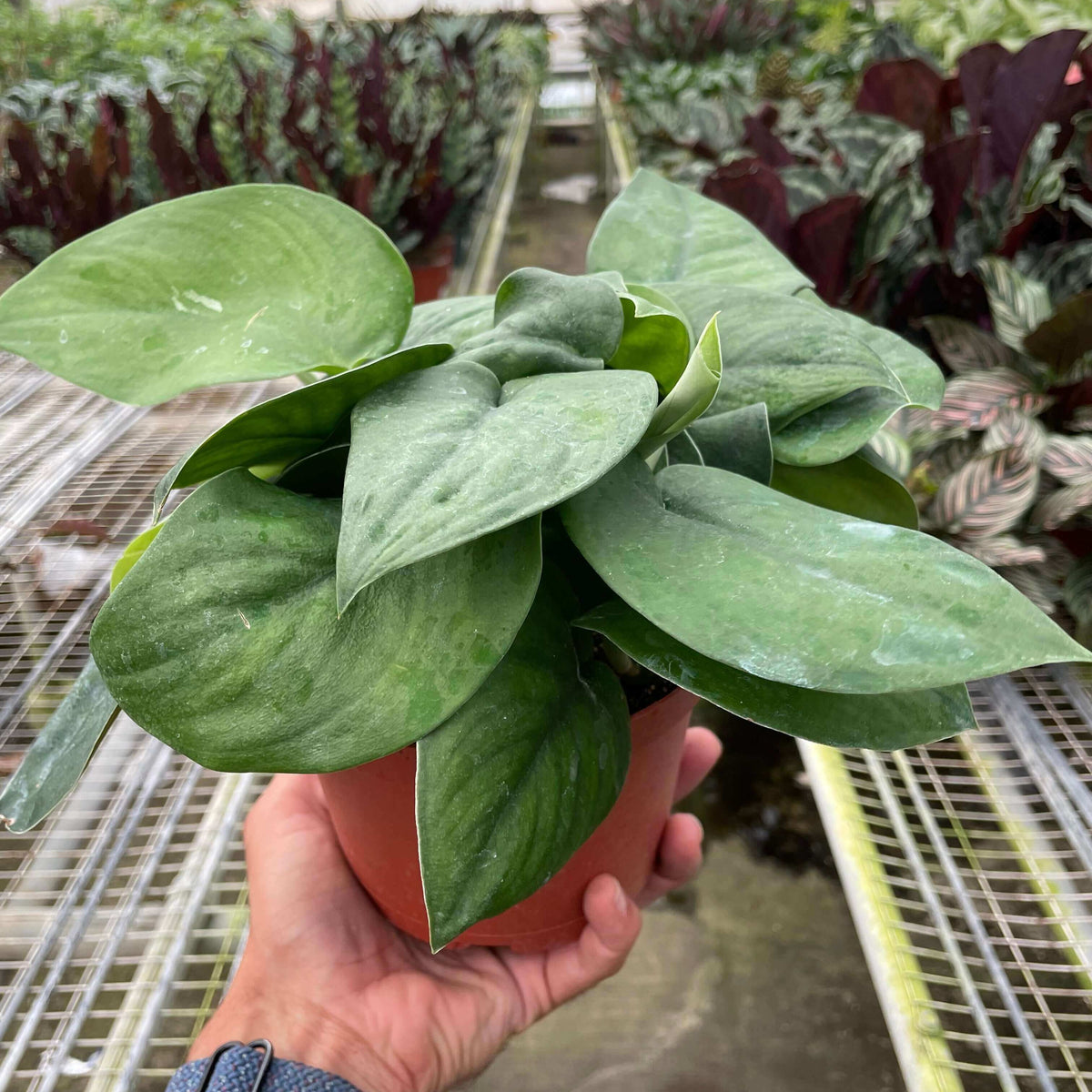 Hand holding a healthy Pothos Jade Satin plant with velvety green leaves in a nursery setting by All About Planties™