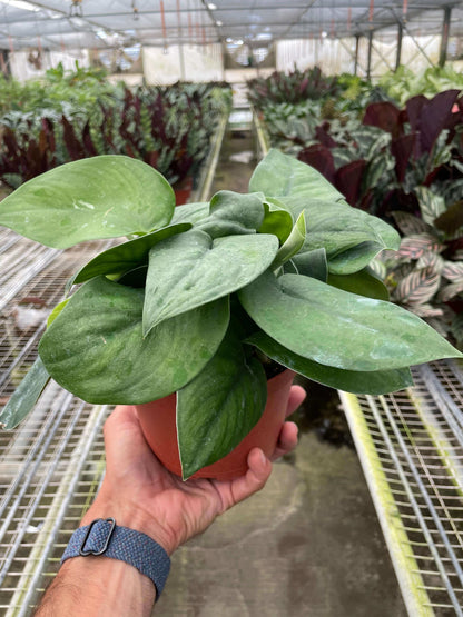 Hand holding a healthy Pothos Jade Satin plant with velvety green leaves in a nursery setting by All About Planties™