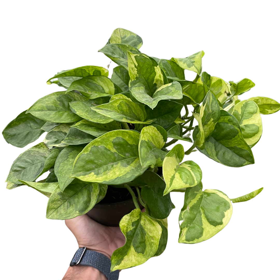 Pothos 'Lemon Meringue' Plants at All About Planties