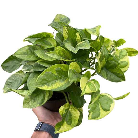 Pothos 'Lemon Meringue' Plants at All About Planties