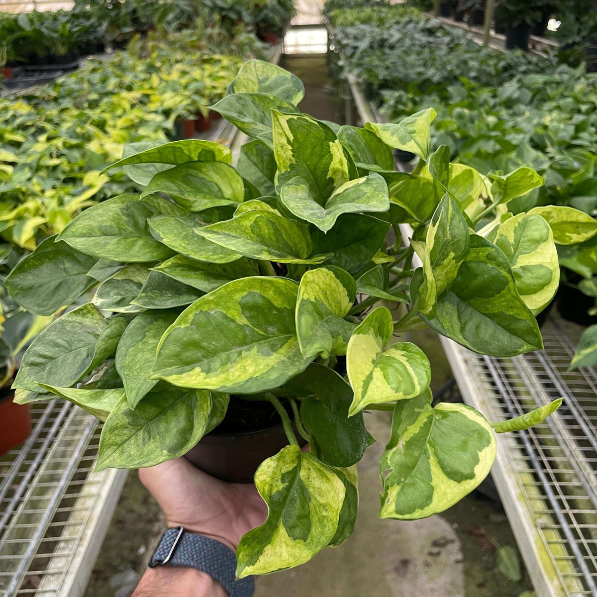 Pothos 'Lemon Meringue' Plants at All About Planties