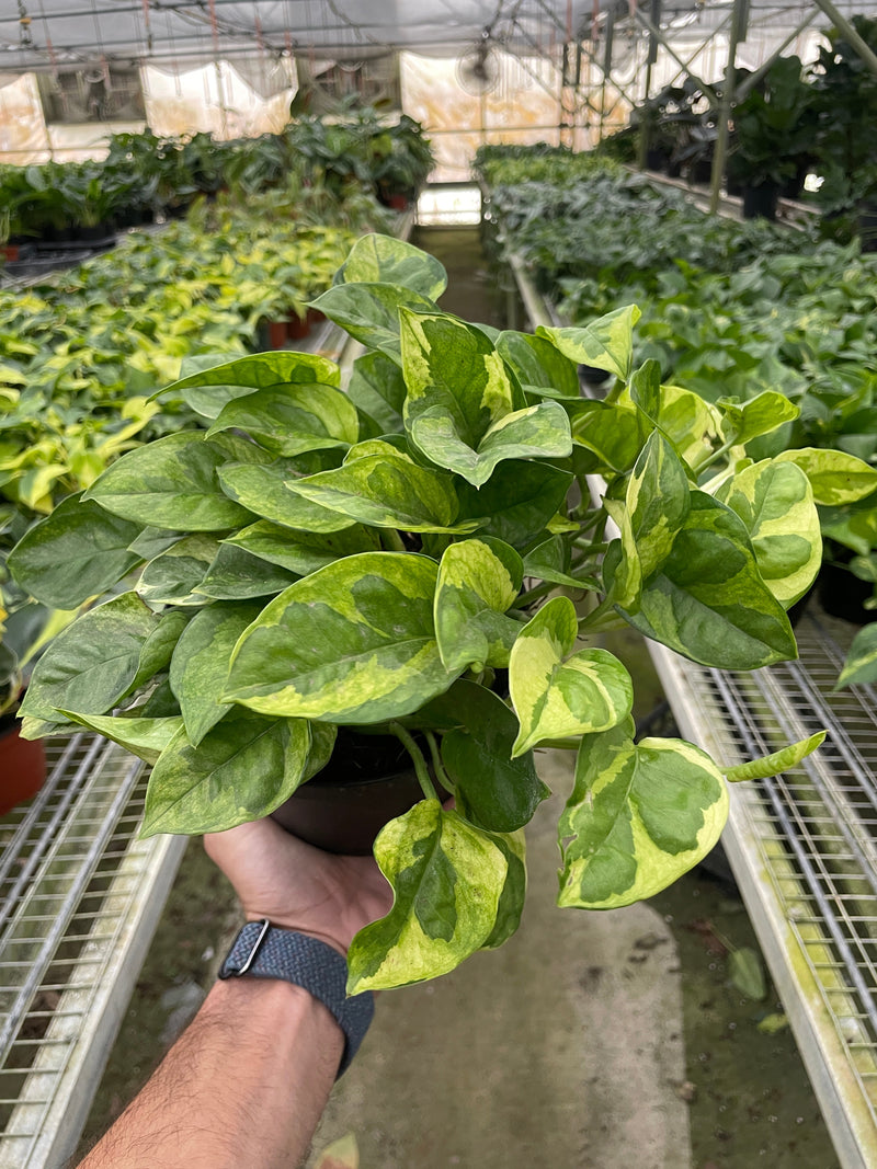 Pothos 'Lemon Meringue' Plants at All About Planties