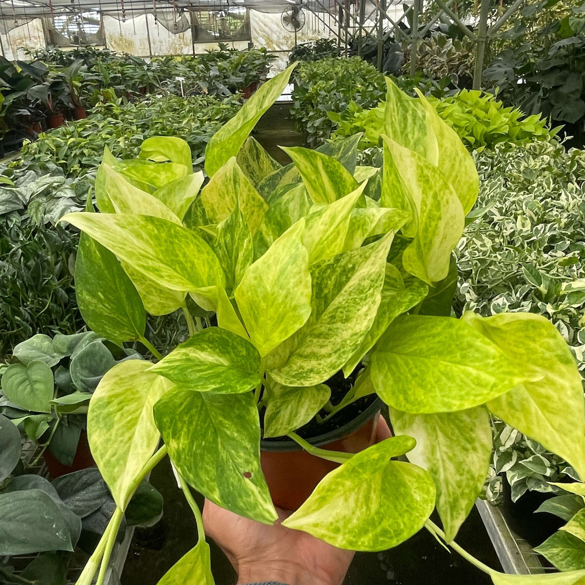 Hand holding a potted plant with green and yellow leaves from All About Planties™