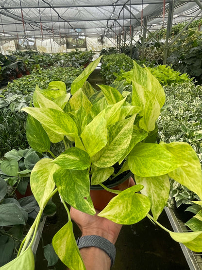 Hand holding a potted plant with green and yellow leaves from All About Planties™