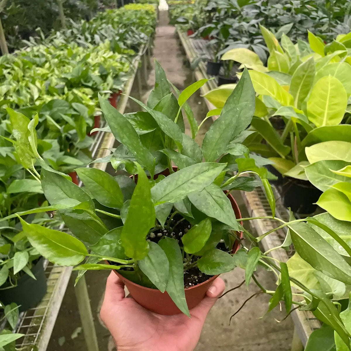 Pothos 'Skeleton Key'