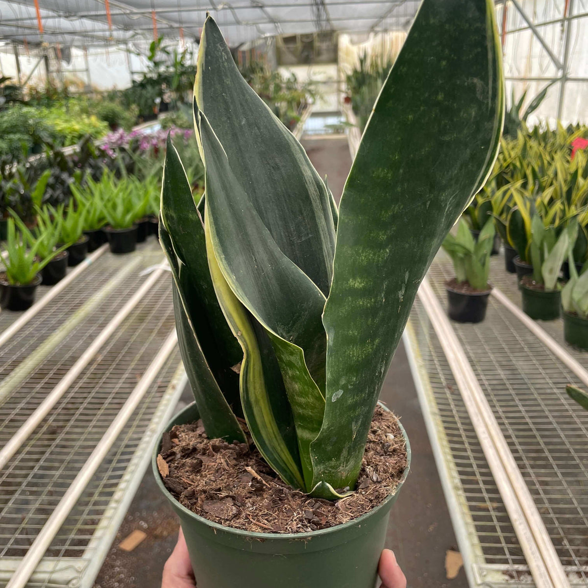 Snake Plant 'Fabi'