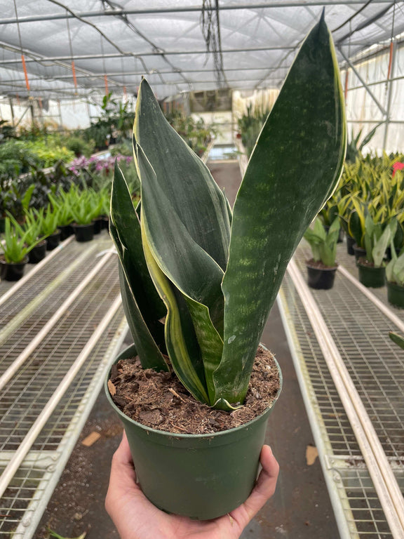snake plant homebase Snake Plant Fabi