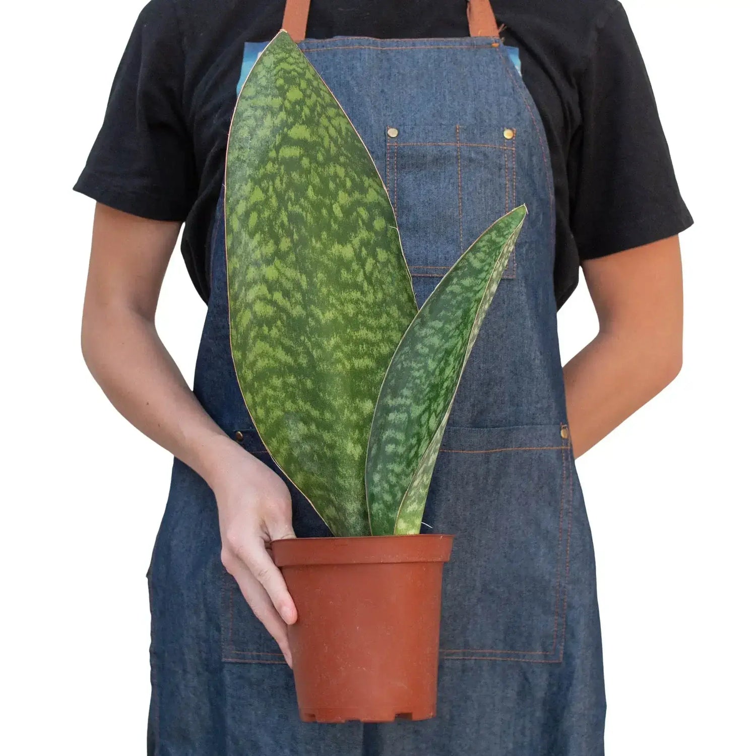 Shark Fin Snake Plant Plants at All About Planties