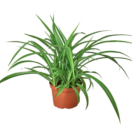 Spider Plant - pet-safe houseplant subscription delivery
