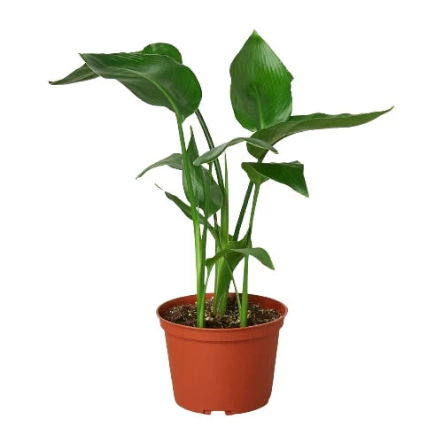 White Bird of Paradise 6inch pot | Indoor Plant | All About Planties