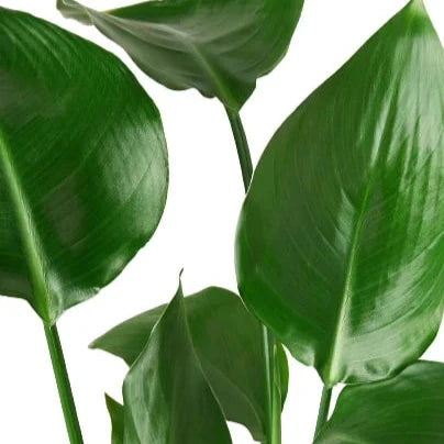 white bird pothos plant White Bird of Paradise, Strelitzia Nicolai
