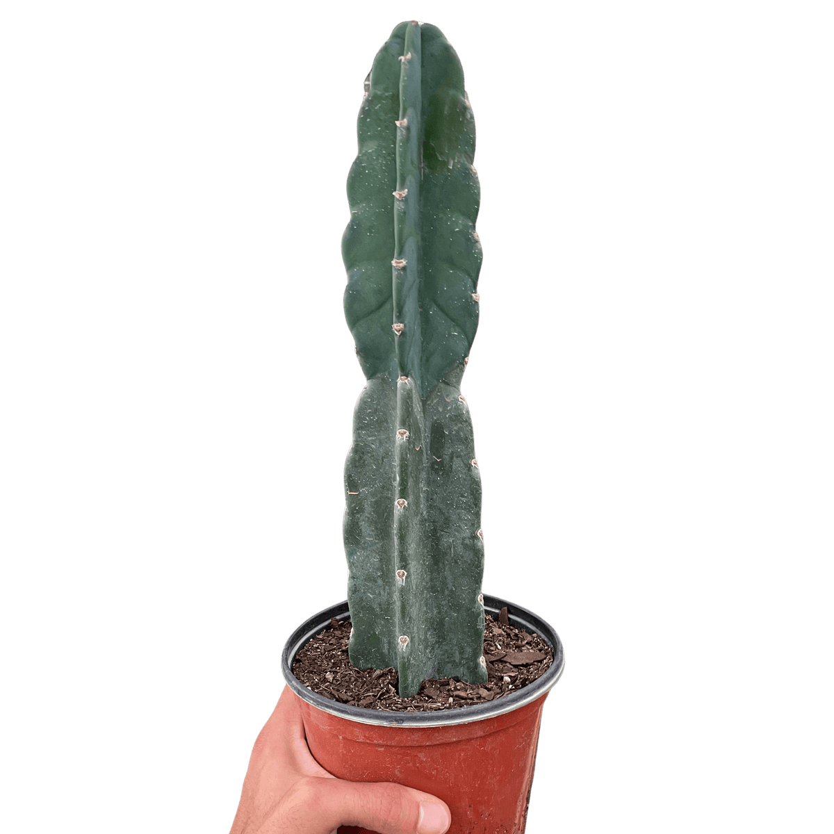 hallucinogenic succulents Cuddly Cactus