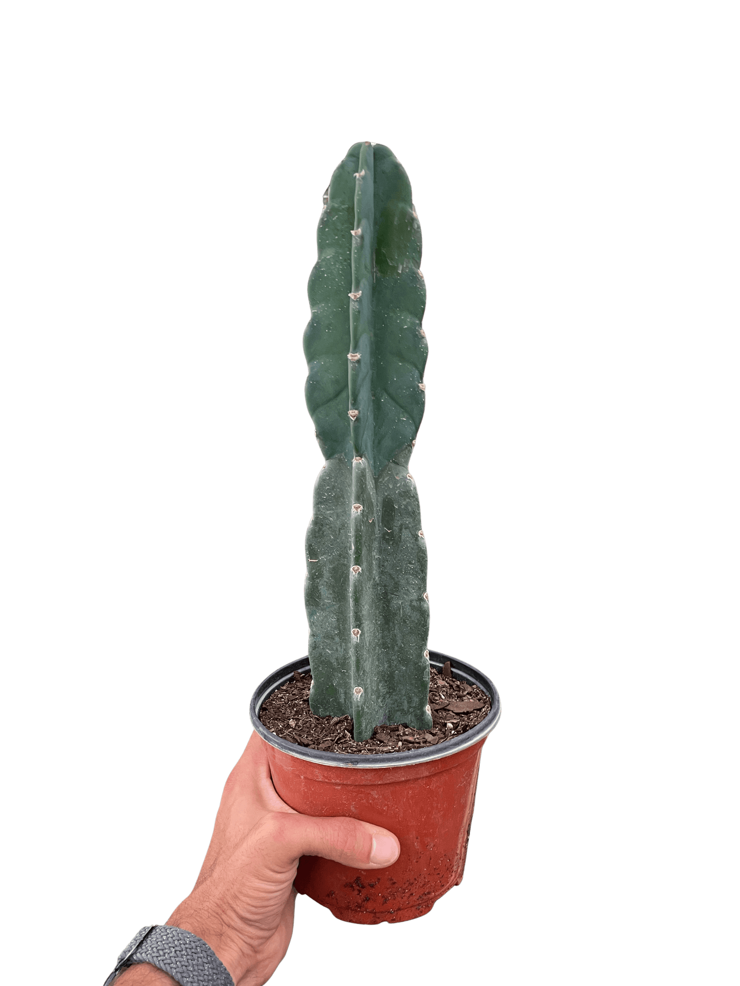 tall succulent cactus Succulent Cereus Cuddly Cactus