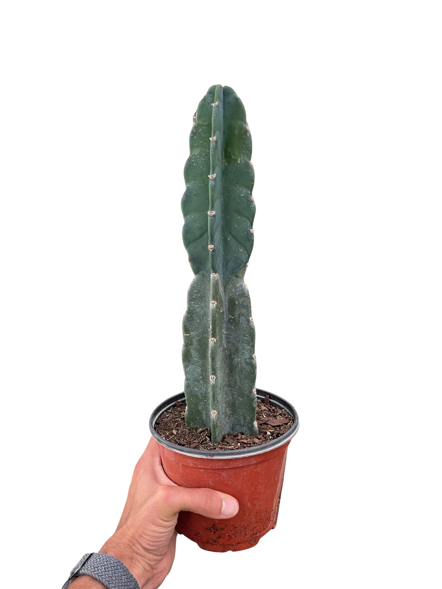 Cereus 'Cuddly Cactus' | Stylish and Easy-Care Columnar Succulent