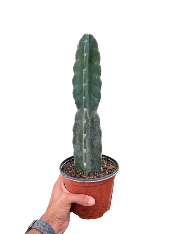 Cereus 'Cuddly Cactus' | Stylish and Easy-Care Columnar Succulent