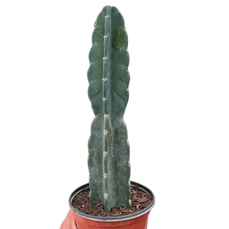 Cereus 'Cuddly Cactus' | Stylish and Easy-Care Columnar Succulent from All About Planties™