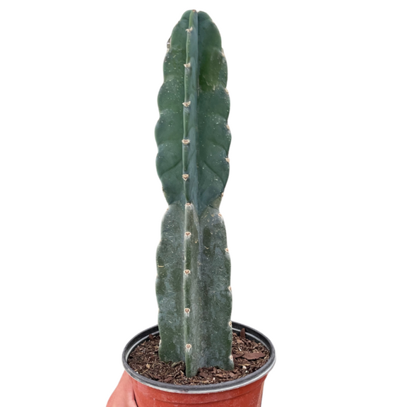 Cereus 'Cuddly Cactus' | Stylish and Easy-Care Columnar Succulent