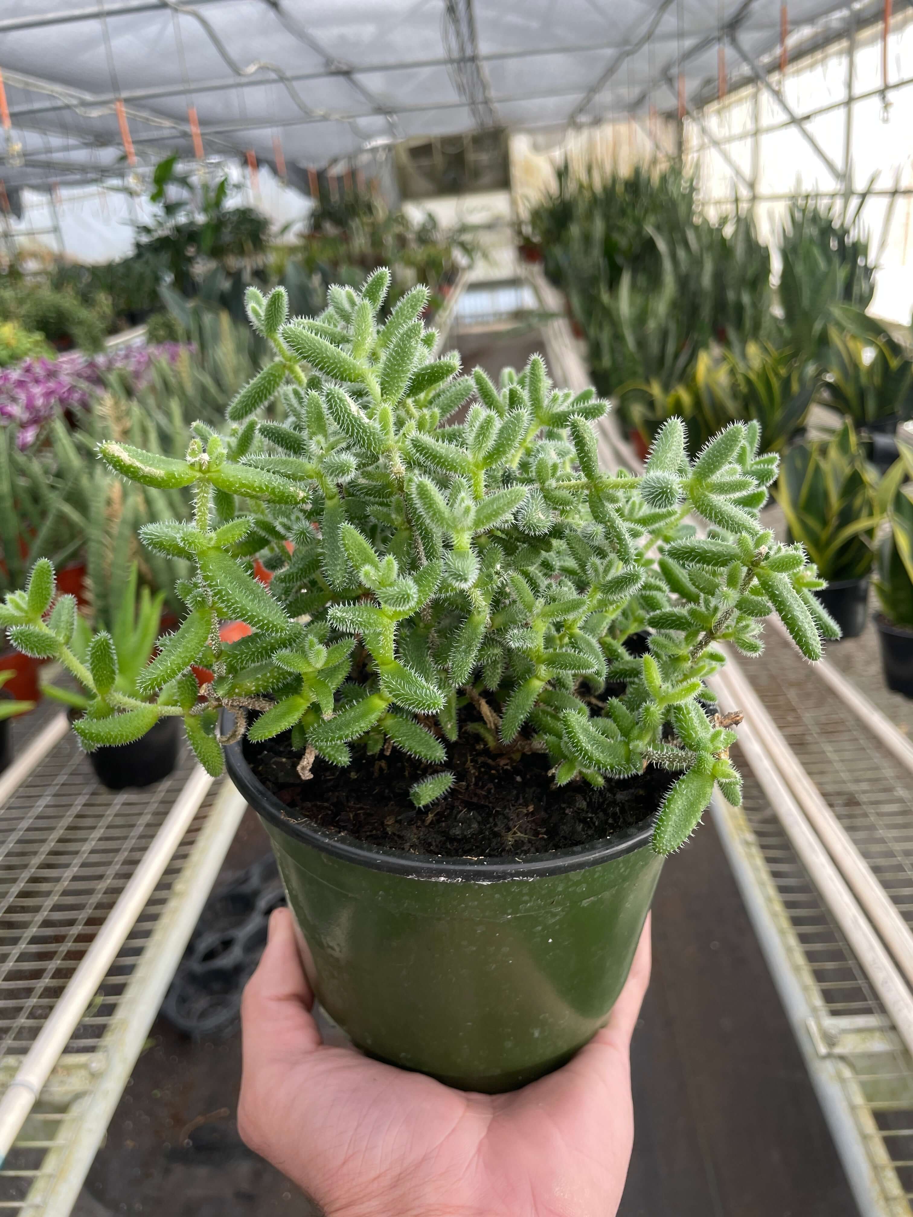 succulent dormancy chart Delosperma echinatum - Pickle Plant