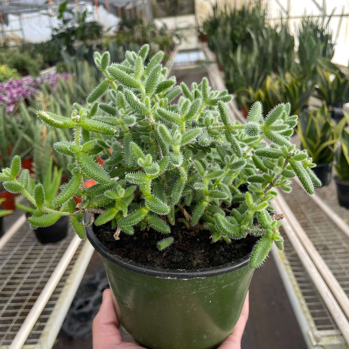 pickle plant succulent flower Delosperma echinatum - Pickle Plant