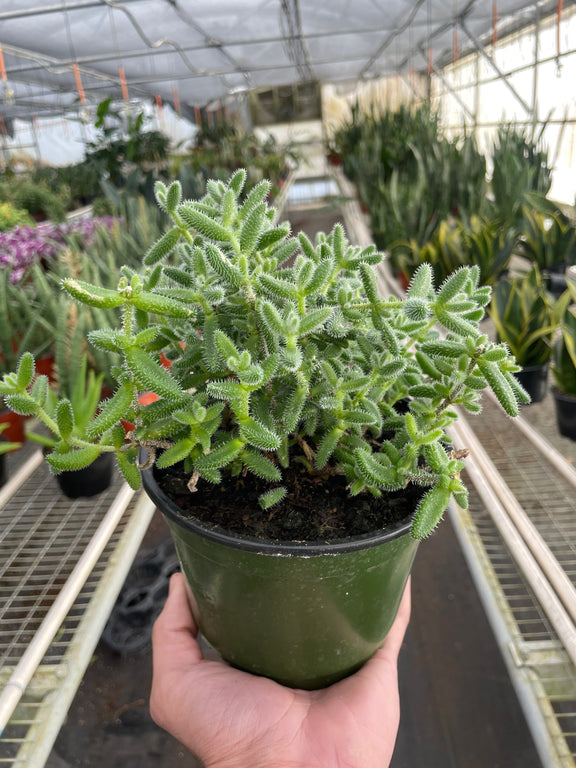 Delosperma echinatum 'Pickle Plant' Indoor Plant at All About Planties