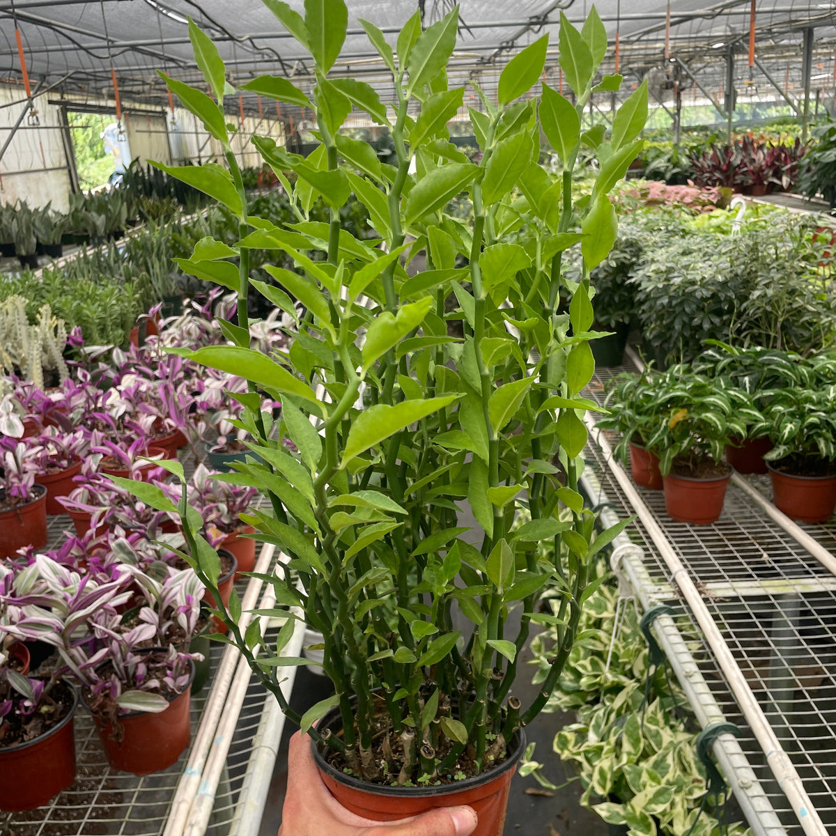 Devil's Backbone Euphorbia Indoor Plant at All About Planties