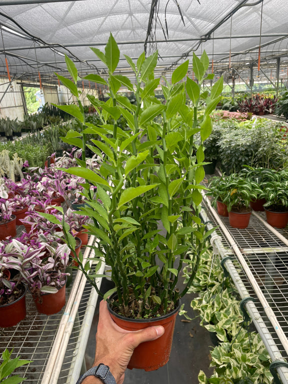 Devil's Backbone Euphorbia Indoor Plant at All About Planties