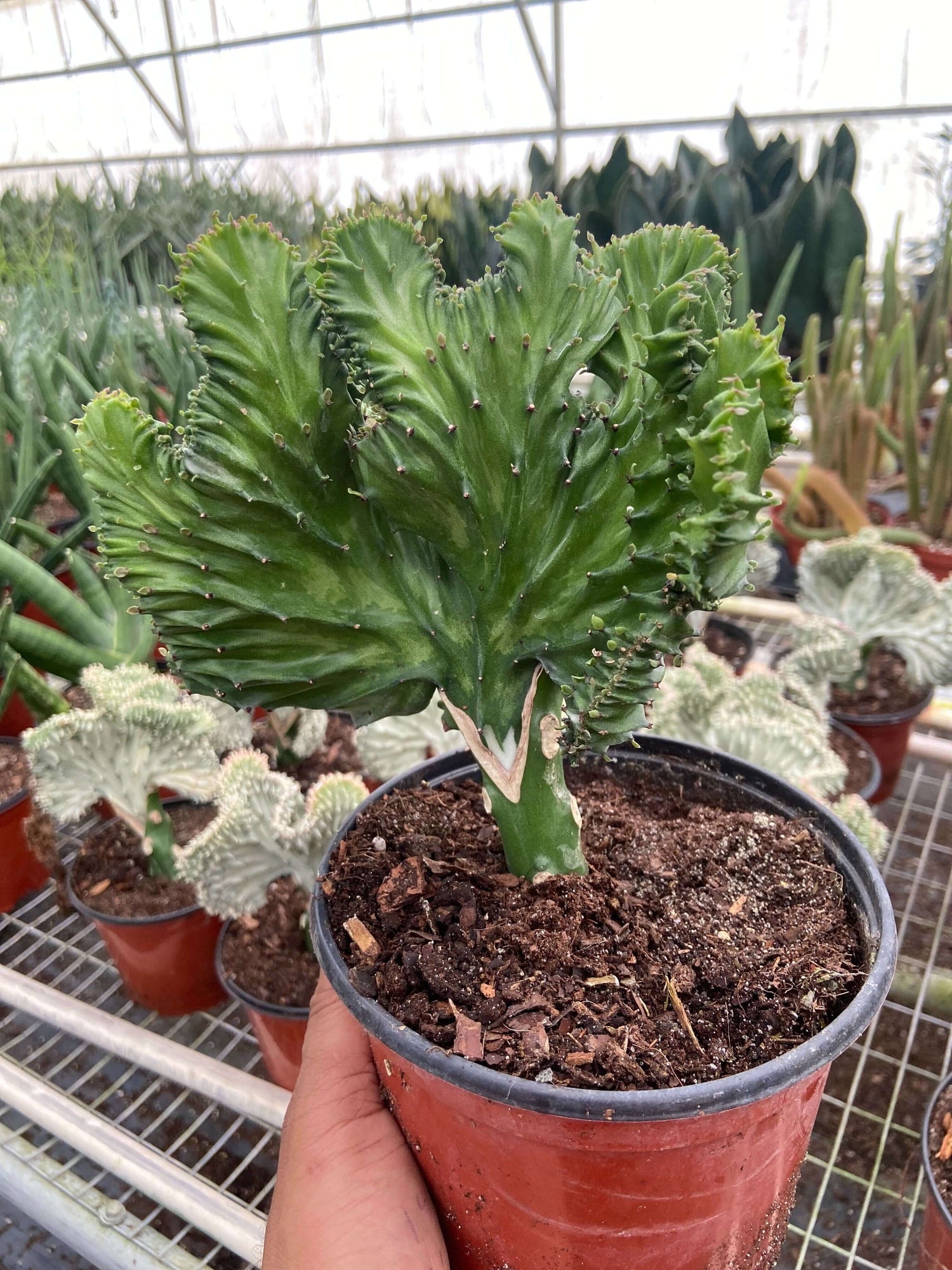 mermaid tail succulent plants for sale Mermaid Tail Succulent