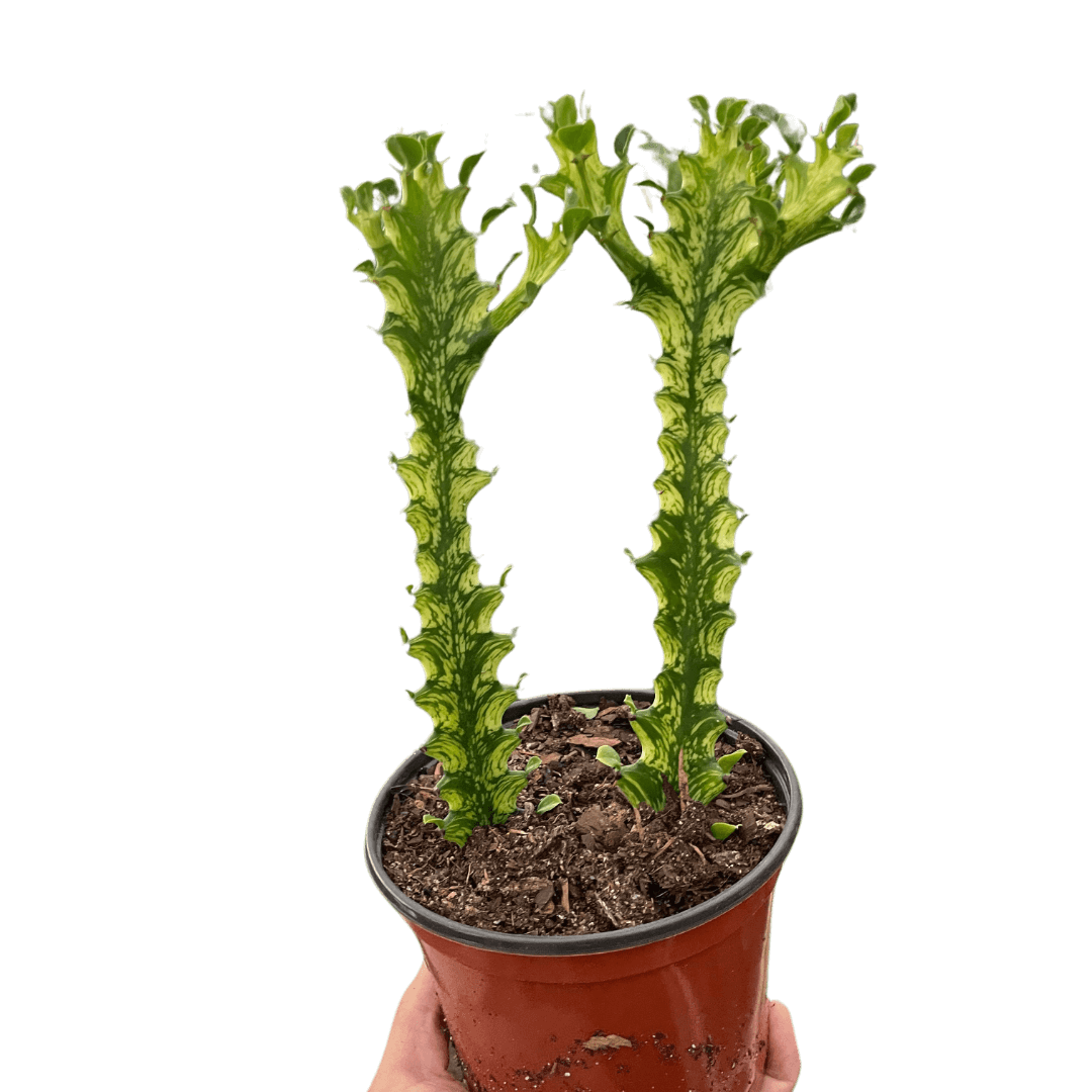 Euphorbia 'Mint Cream' | Easy Care | All About Planties | Plants from All About Planties™™